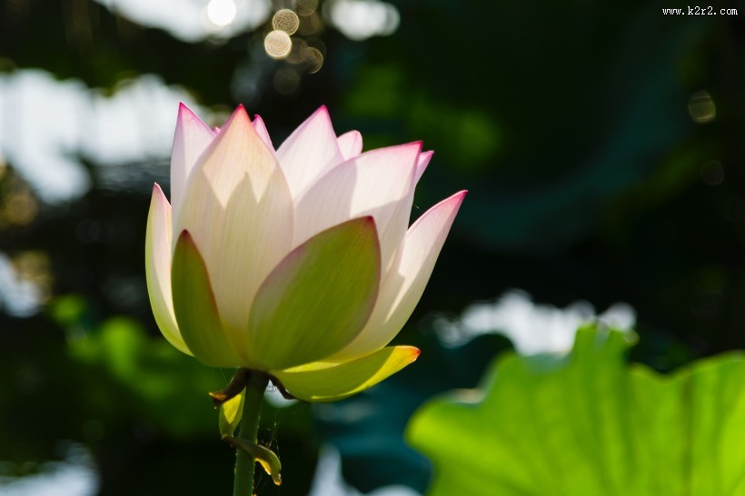 美丽的荷花图片大全