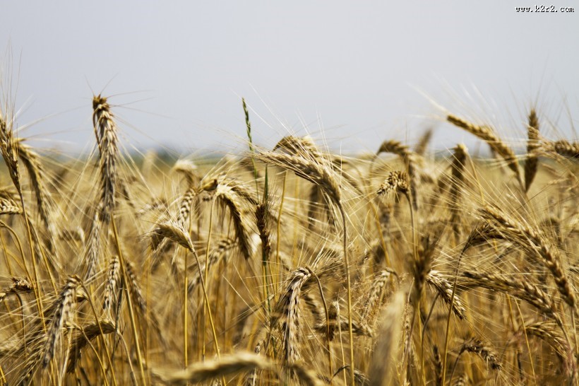 成熟的小麦图片大全