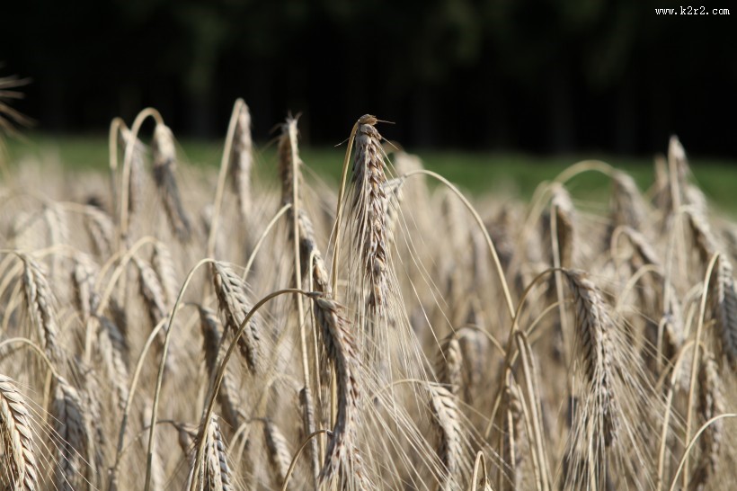 成熟的小麦图片大全