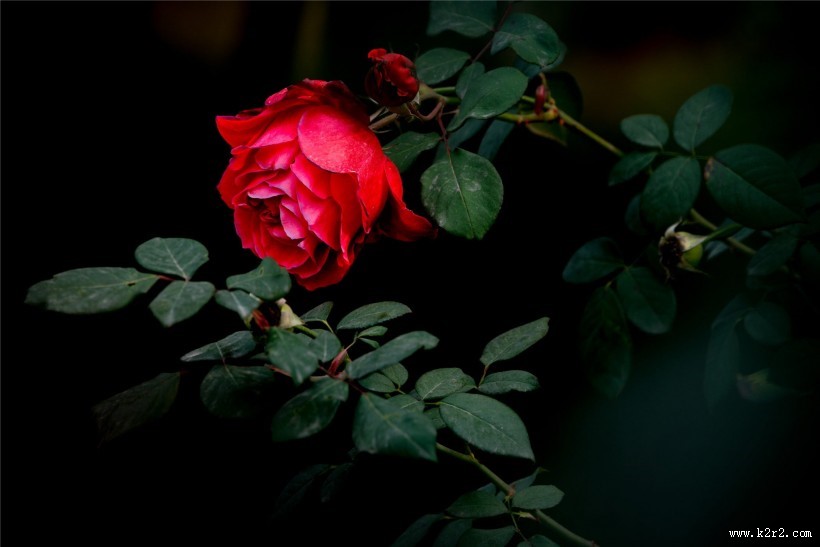鲜艳的红色玫瑰图片