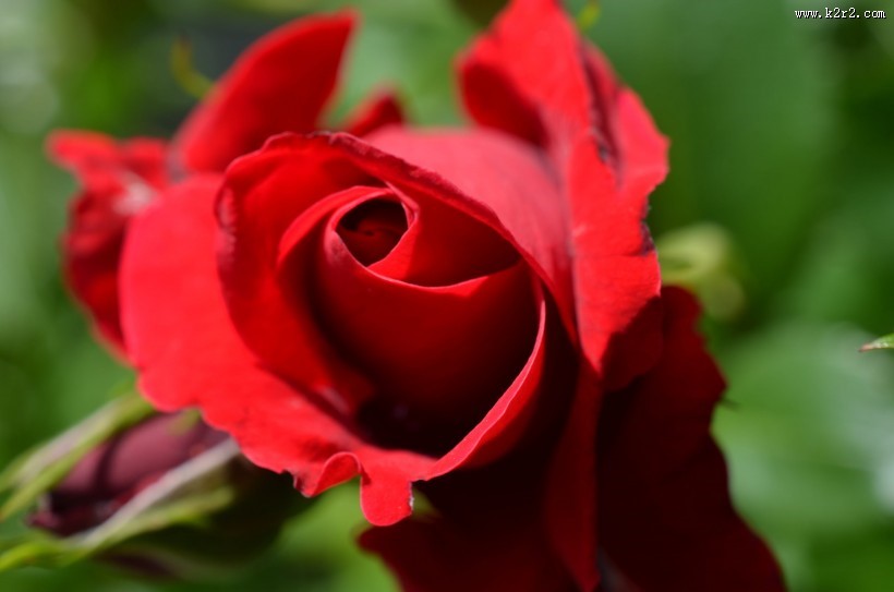 鲜艳的红色玫瑰图片