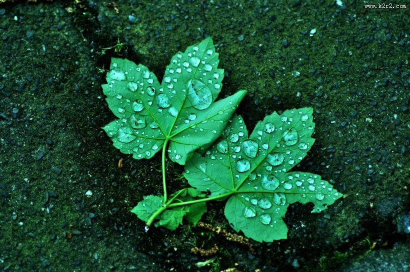 叶子上的小水珠图片