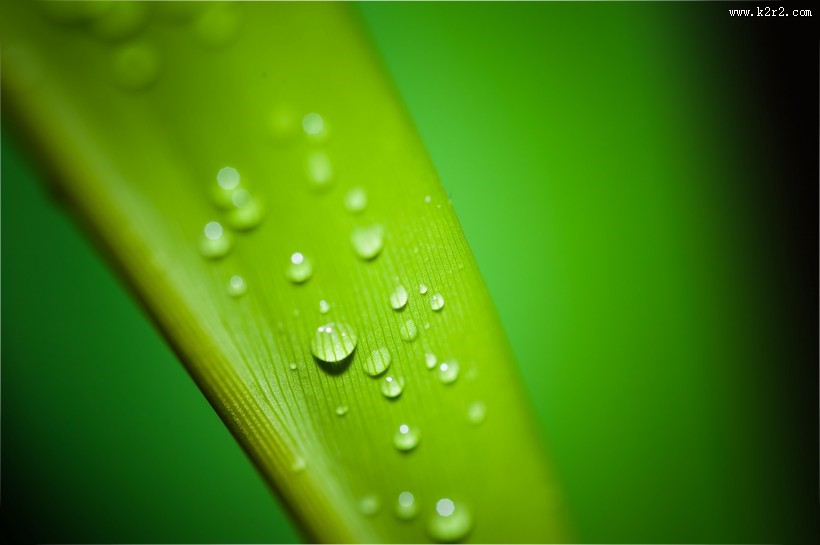 挂着水珠的绿叶图片大全