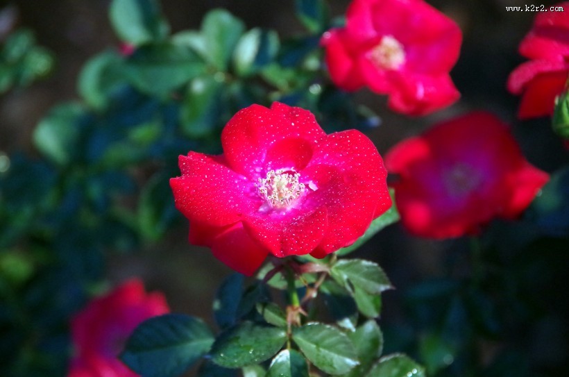 漂亮的红茶花图片