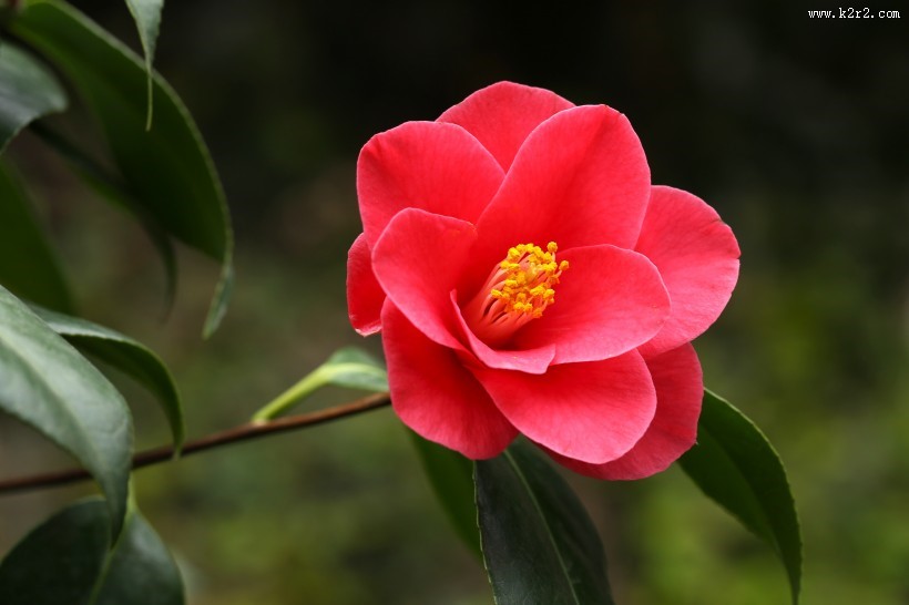 漂亮的红茶花图片