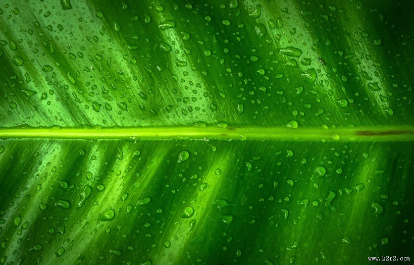 叶子上的小水珠图片大全