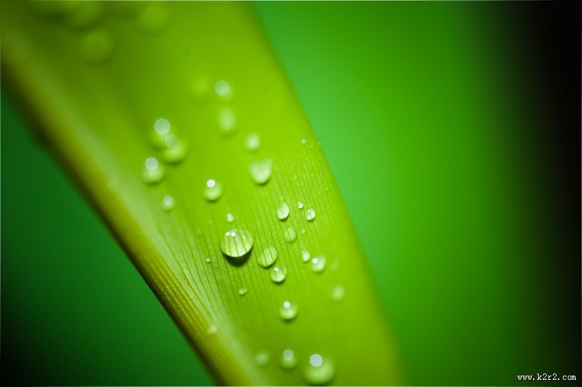 叶子上的小水珠图片大全