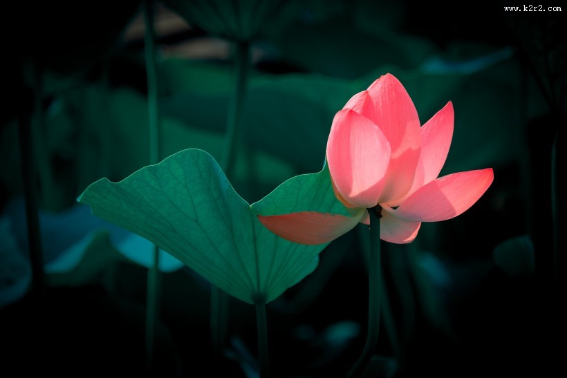 亭亭玉立的荷花图片