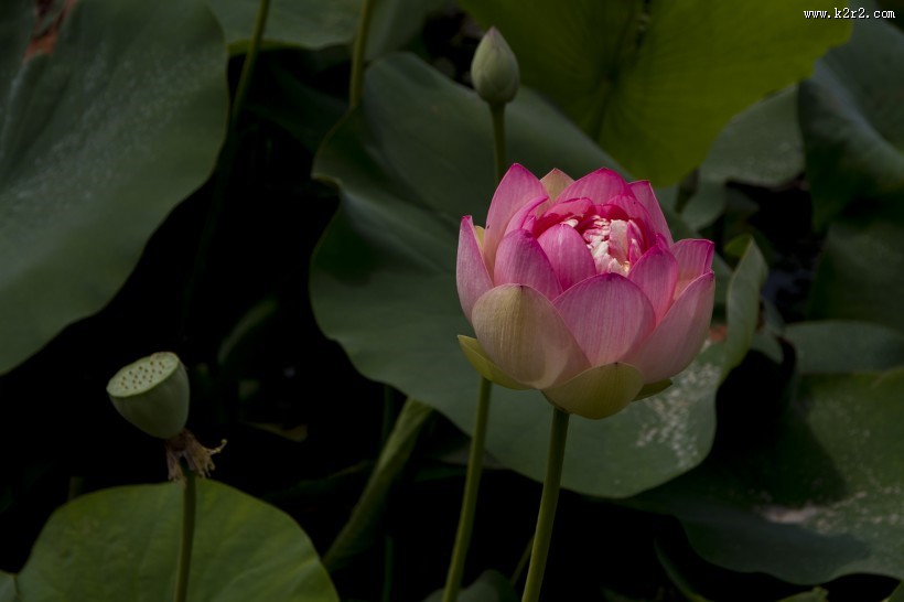 亭亭玉立的荷花图片