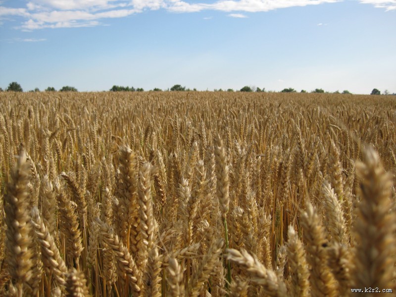 一片麦田图片大全