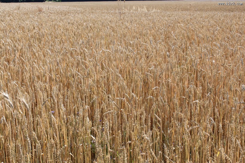 一片麦田图片大全