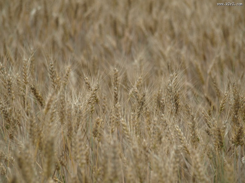 一片麦田图片大全