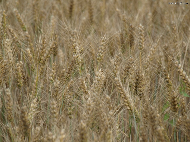 一片麦田图片大全