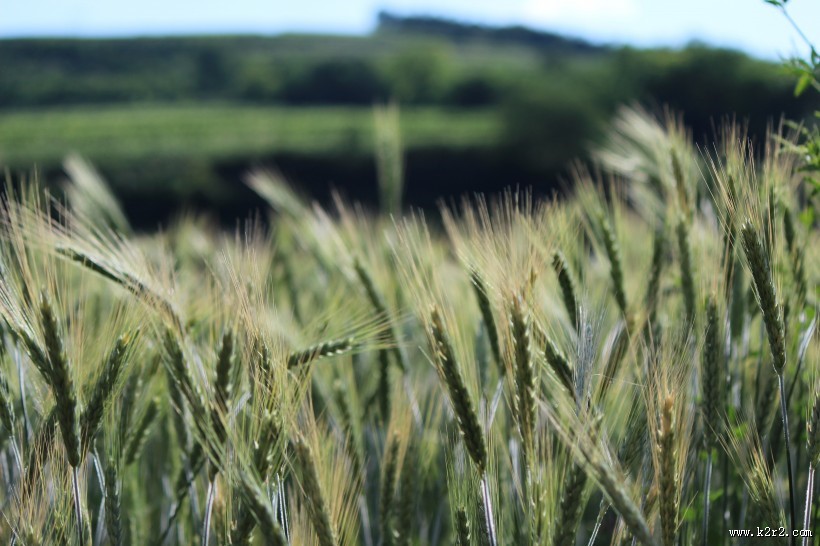 绿色的小麦图片大全