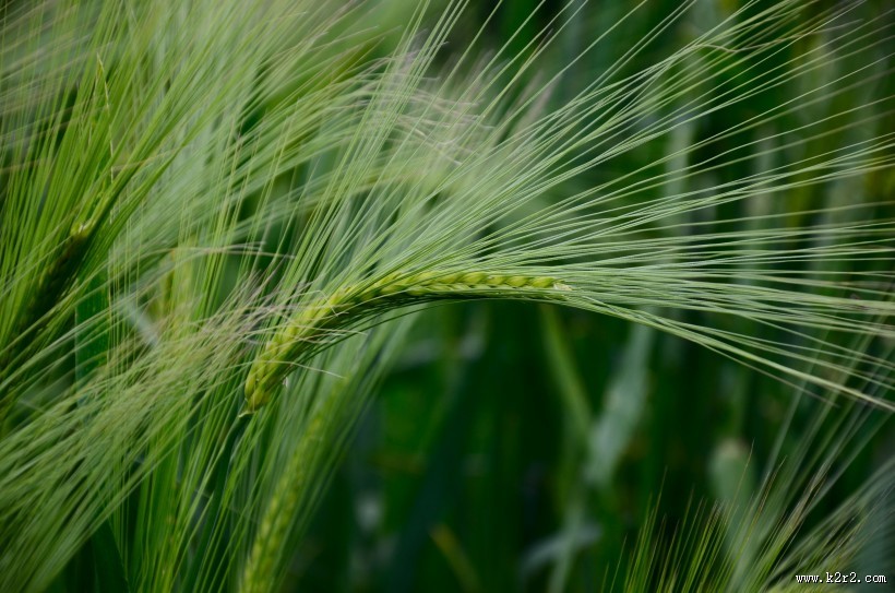 绿色的小麦图片大全