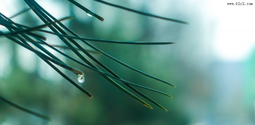 各种形状的绿叶图片