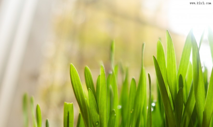 各种形状的绿叶图片