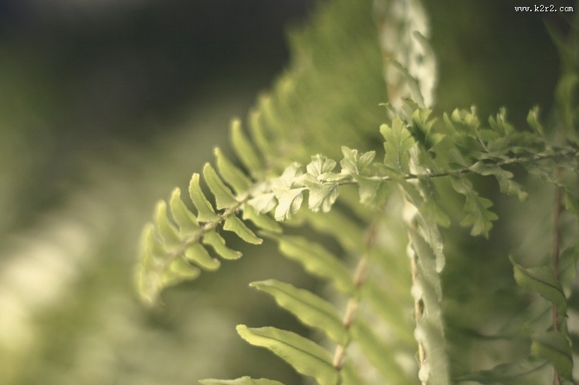 各种形状的绿叶图片