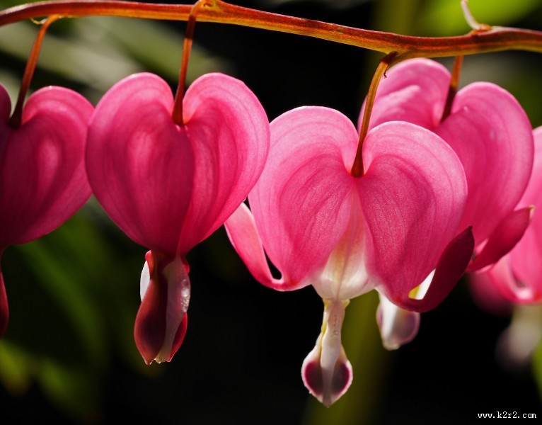 鲜艳的花朵图片