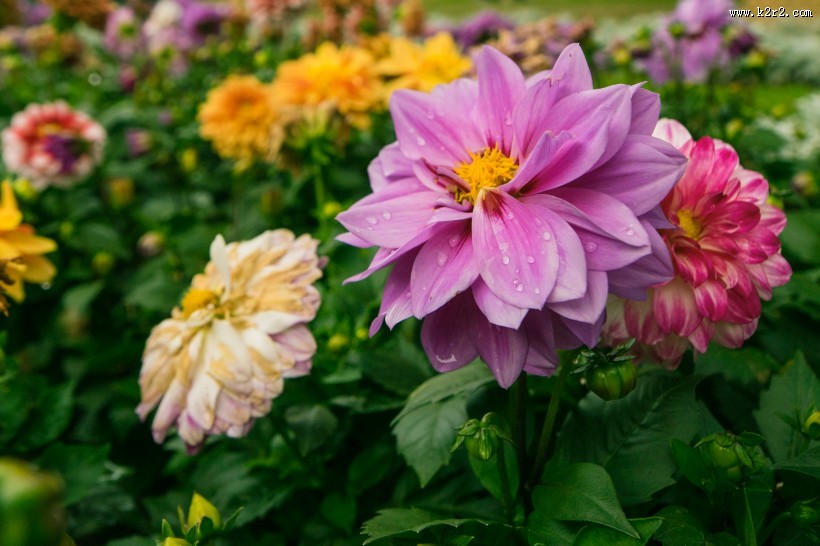 鲜艳的花朵图片