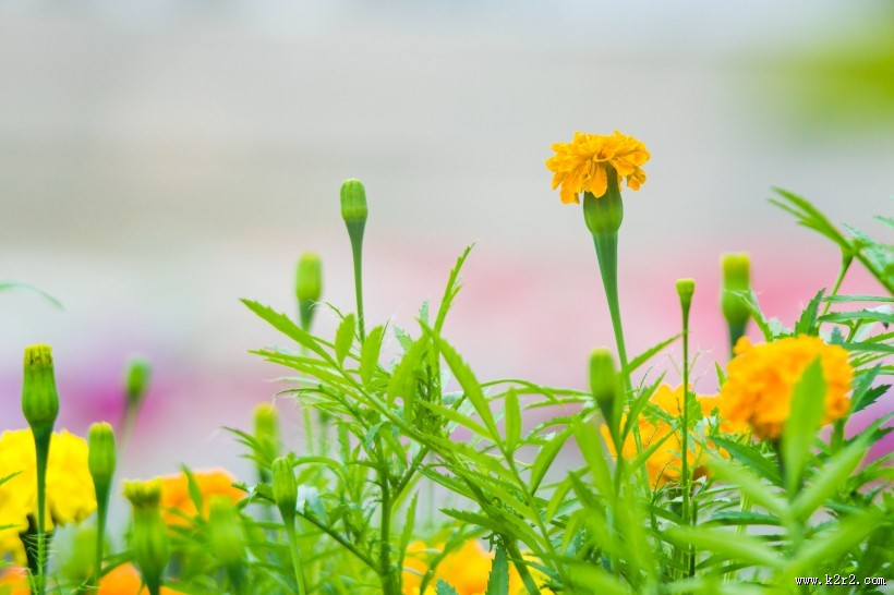 鲜艳的花朵图片