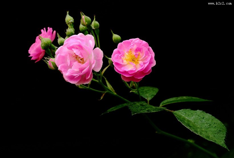 漂亮的蔷薇图片