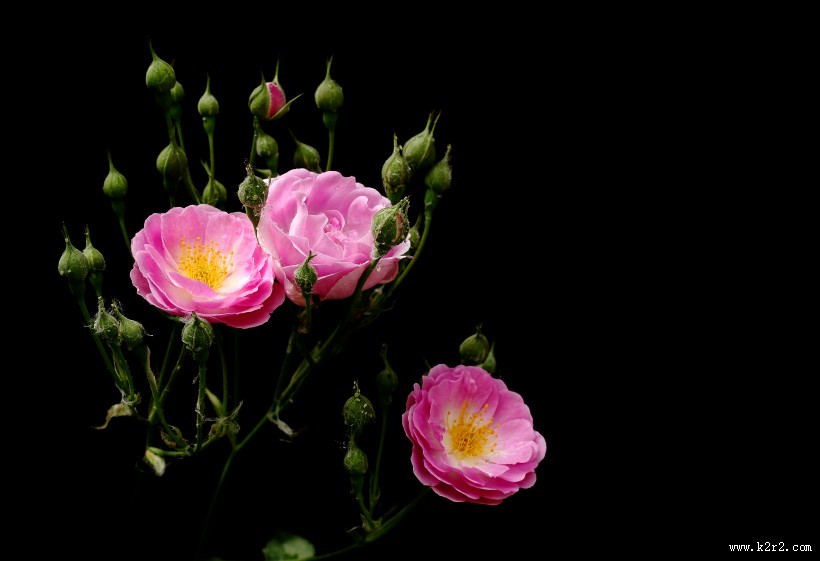 漂亮的蔷薇图片