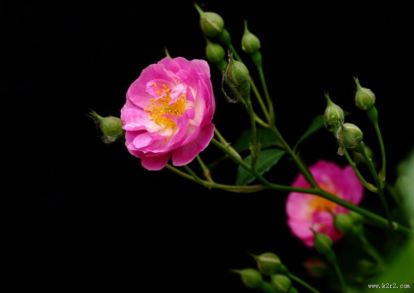 漂亮的蔷薇图片