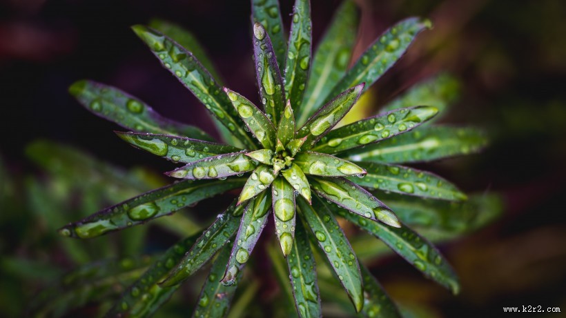 绿色的叶片图片