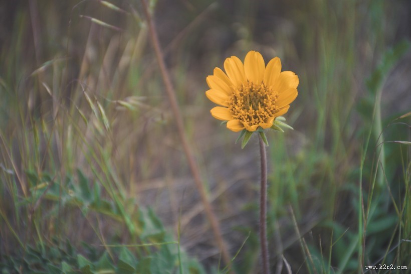 野外的花朵图片