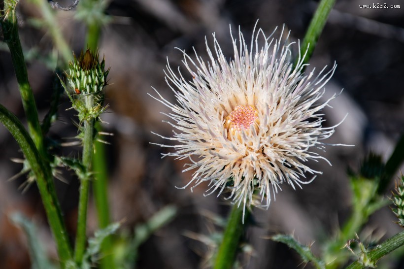 野外的花朵图片