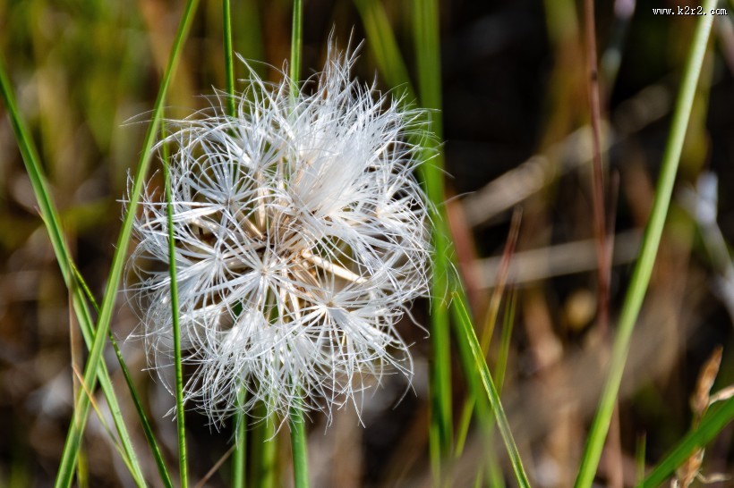 野外的花朵图片