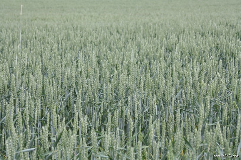 未成熟的小麦图片