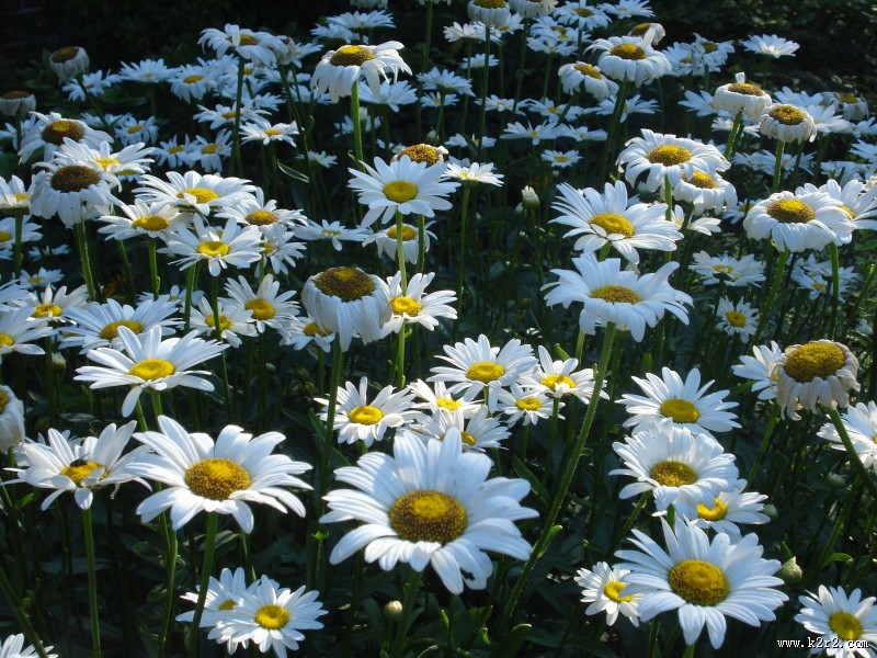 一大片雏菊图片