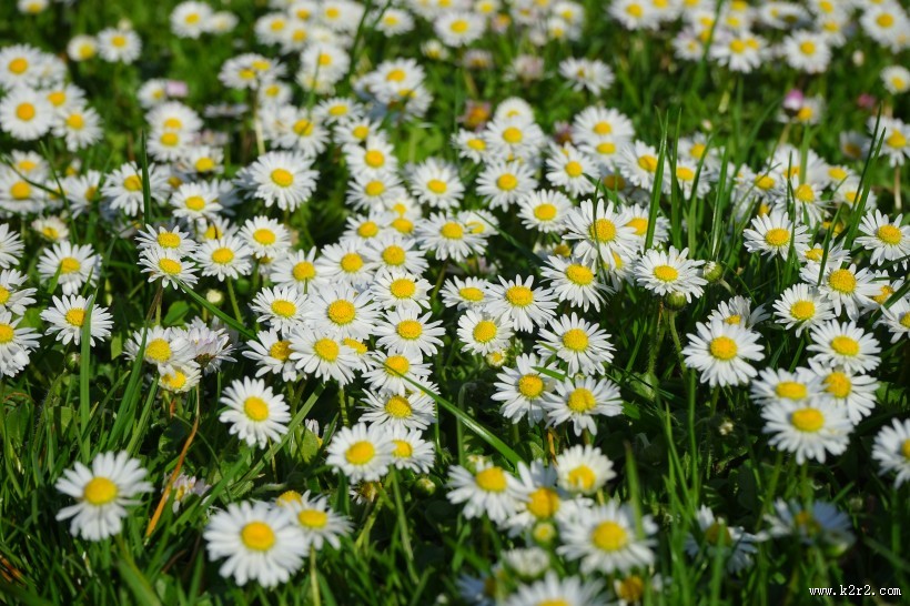 一大片雏菊图片