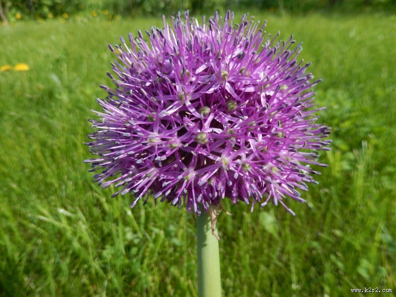 紫色的观赏葱图片