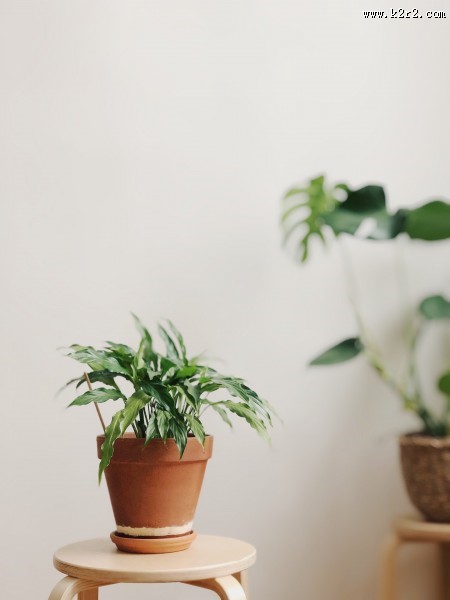 清新的室内盆栽图片