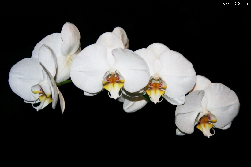 白色的蝴蝶兰图片