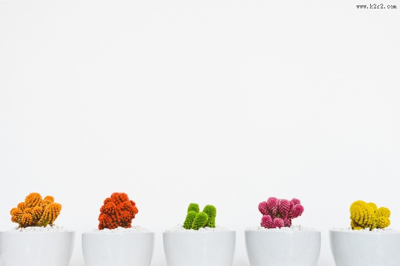 色彩鲜艳的仙人掌盆栽图片