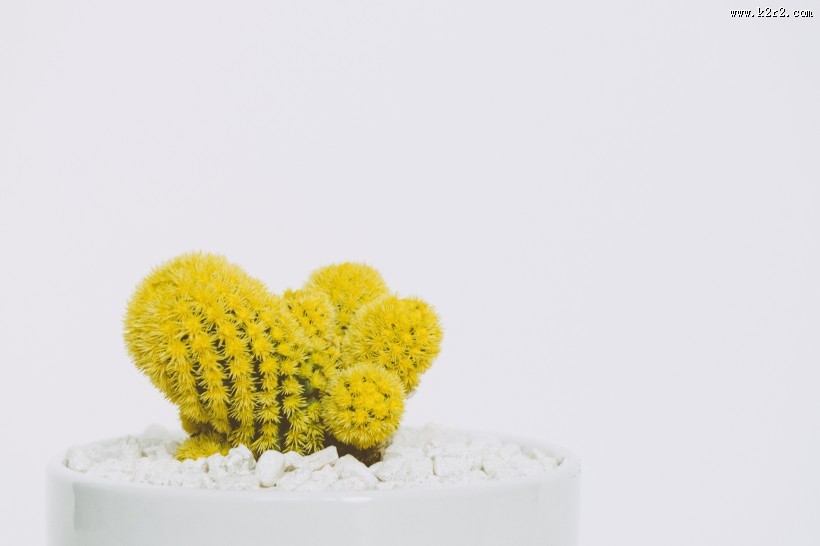 色彩鲜艳的仙人掌盆栽图片