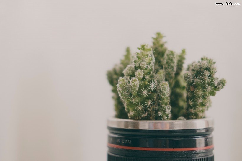 色彩鲜艳的仙人掌盆栽图片