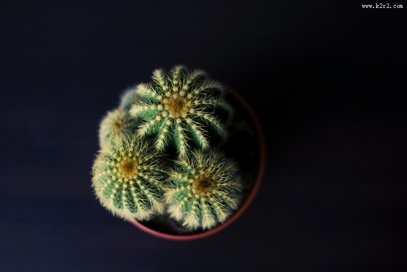 色彩鲜艳的仙人掌盆栽图片