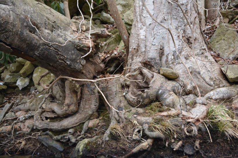 奇形怪状的树根图片
