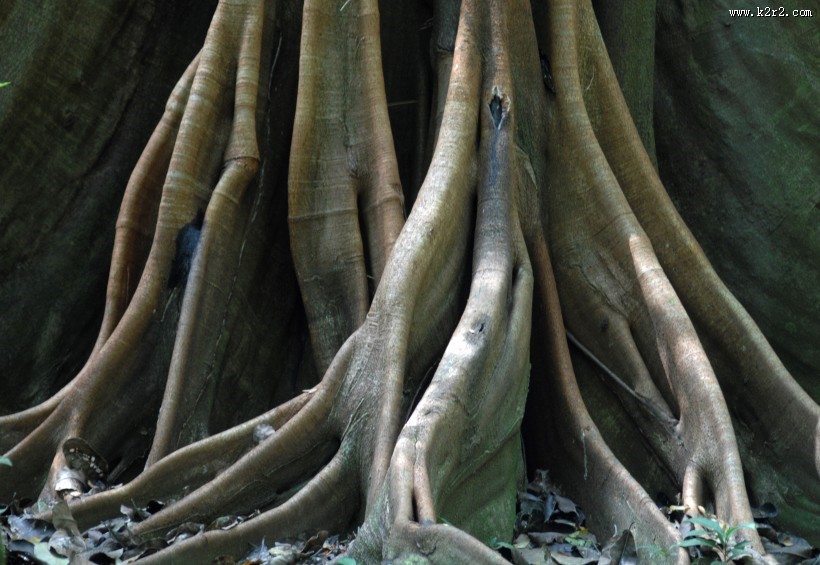 奇形怪状的树根图片