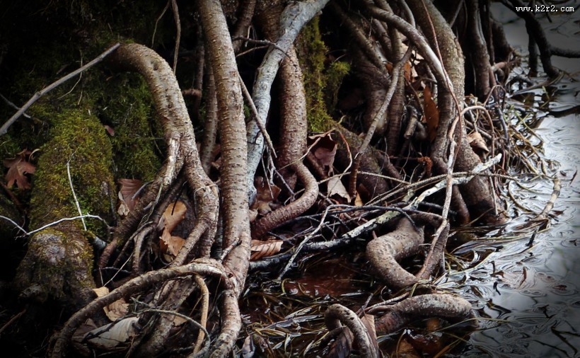 奇形怪状的树根图片