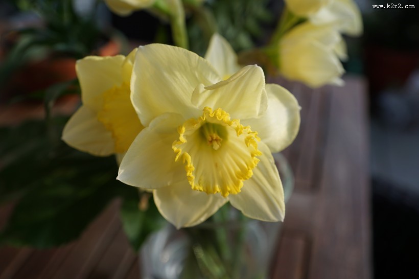 秀丽的水仙花图片