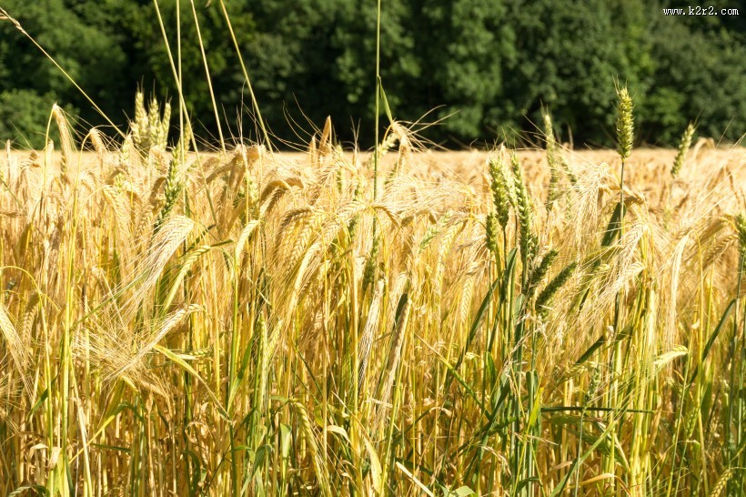 成熟的小麦图片