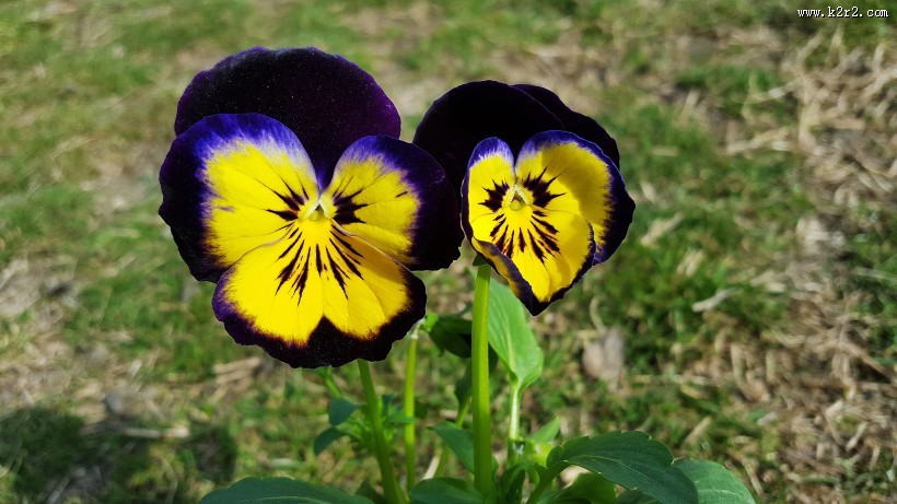 美丽的三色堇图片