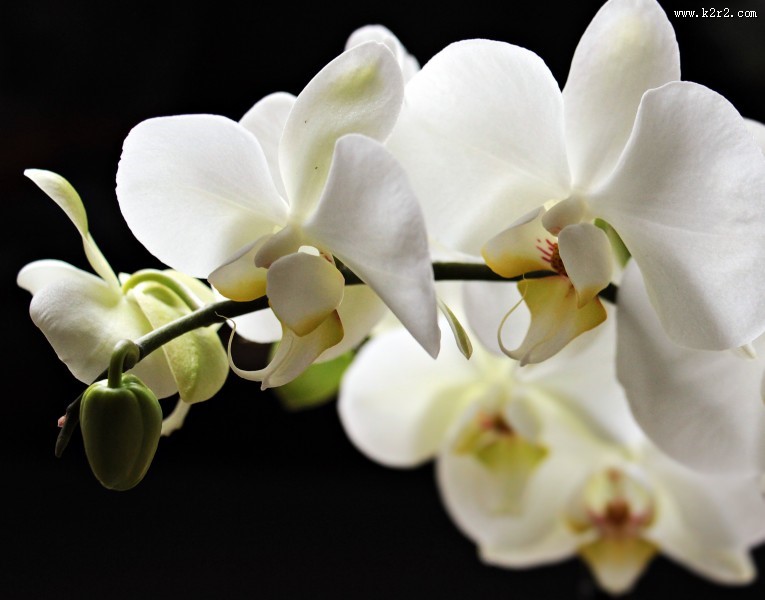 白色的蝴蝶兰图片
