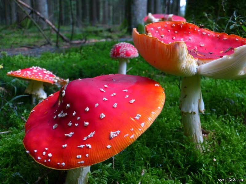 颜色鲜艳的毒蘑菇图片